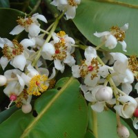 Calophyllum inophyllum L.